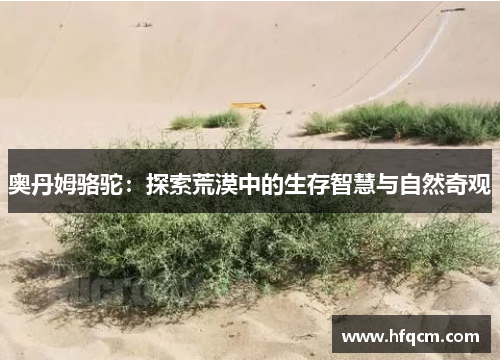 奥丹姆骆驼：探索荒漠中的生存智慧与自然奇观